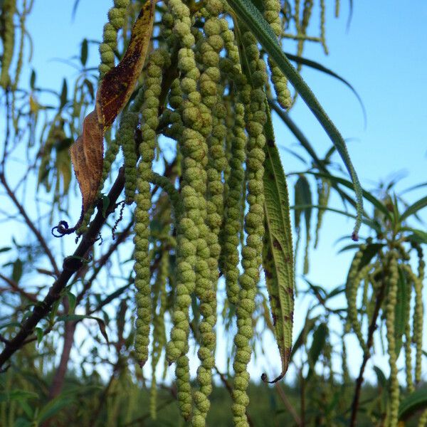 Boehmeria penduliflora Fiore