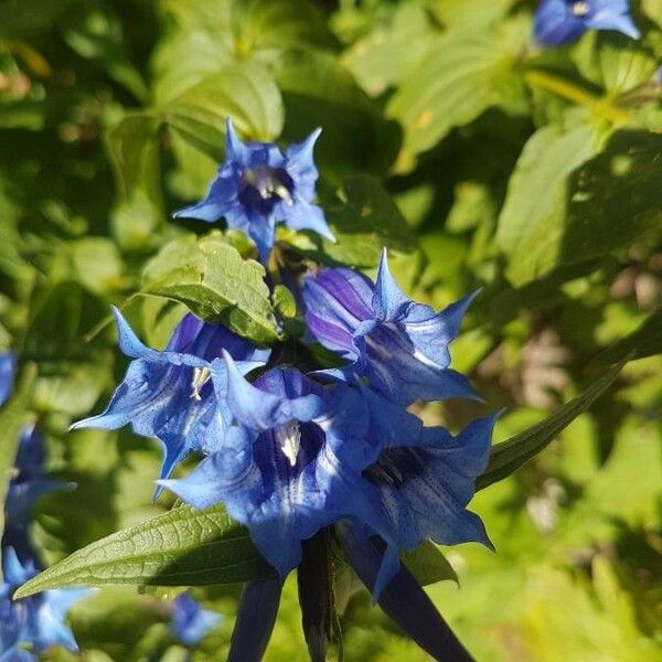 Gentiana asclepiadea 花