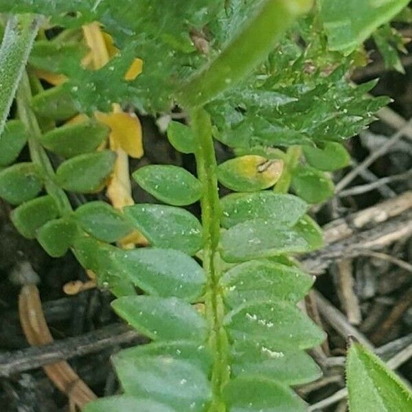 Polemonium pulcherrimum Leaf