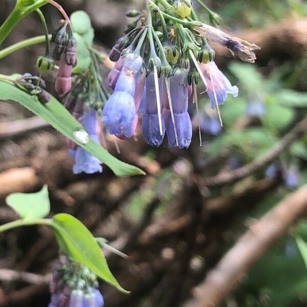 Mertensia ciliata Bloem