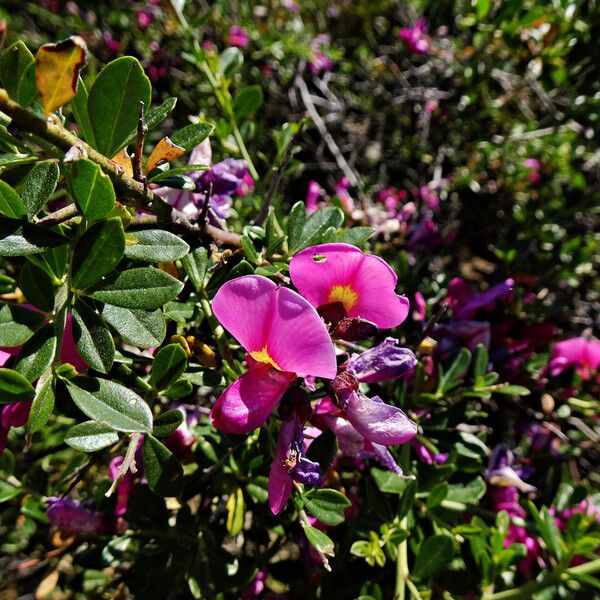 Chamaecytisus purpureus Flower