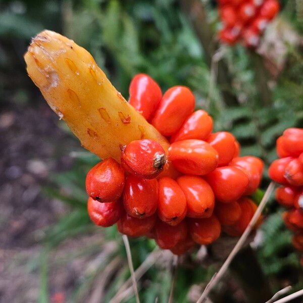 Arum cylindraceum Meyve