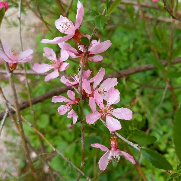 Prunus tenella Квітка