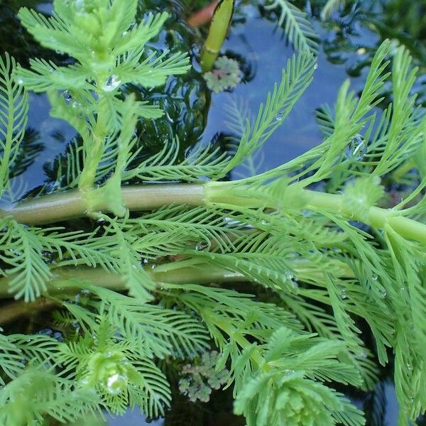 Myriophyllum aquaticum Habitat