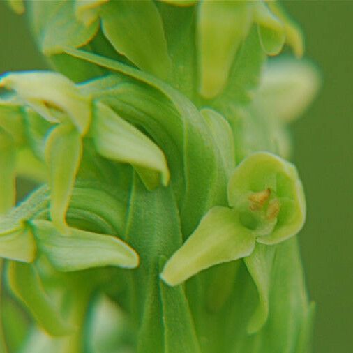 Platanthera aquilonis ᱵᱟᱦᱟ