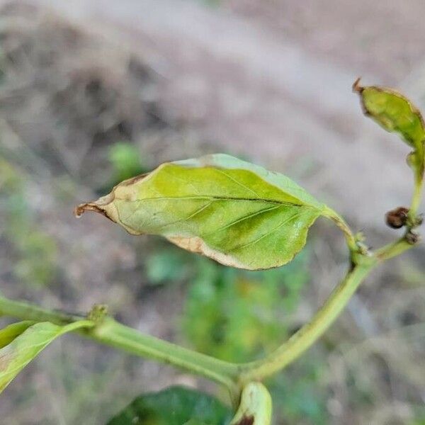 Capsicum annuum Leaf