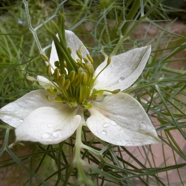 Nigella sativa Blomst