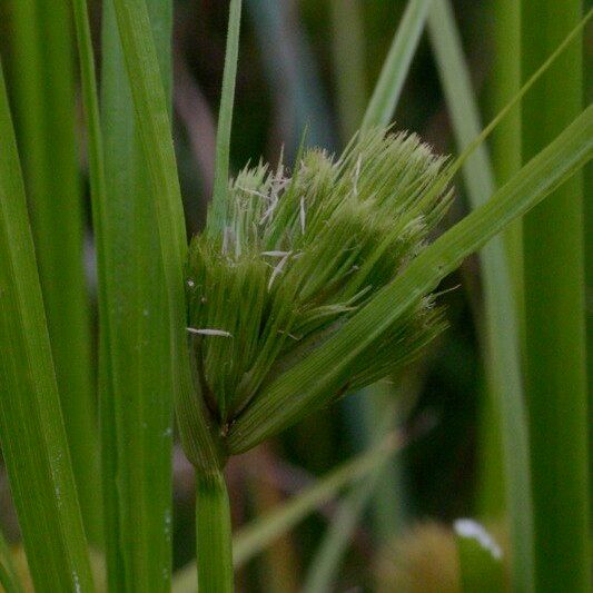 Carex bohemica Fruit