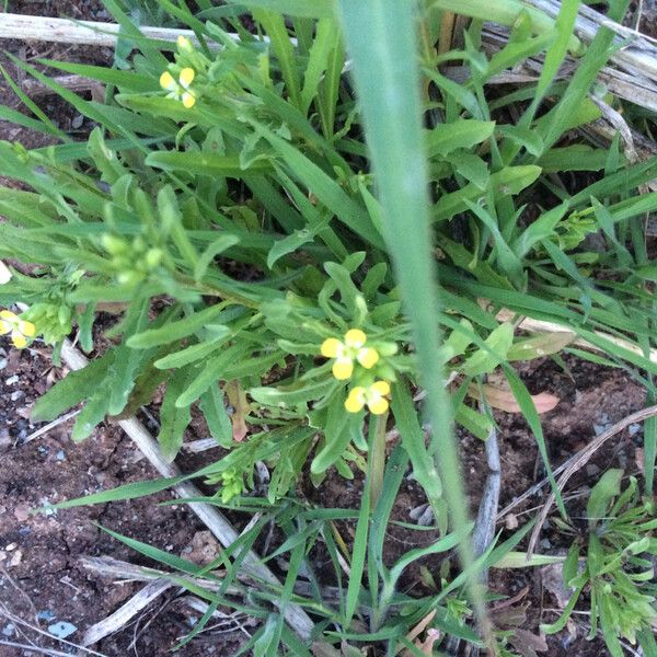 Erysimum repandum Агульны выгляд