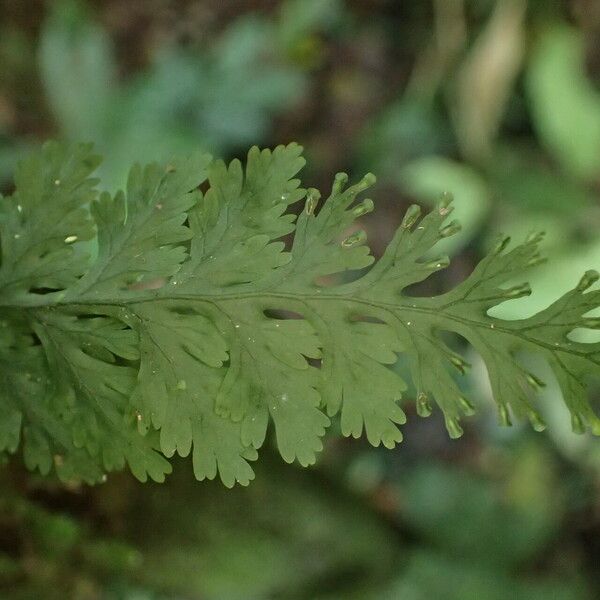 Trichomanes diaphanum Leaf