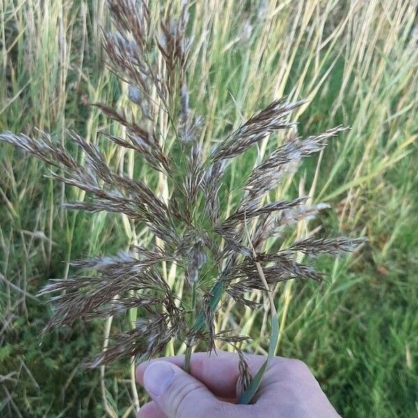 Phragmites australis 花