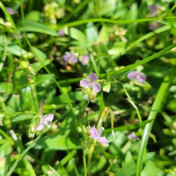 Murdannia nudiflora Virág