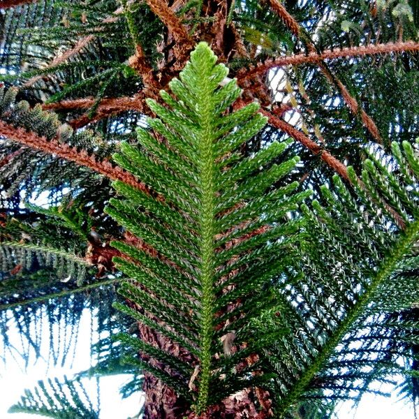 Araucaria heterophylla Leaf