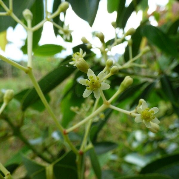 Cinnamomum verum Blomma