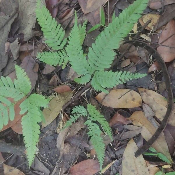 Pteris fauriei Листок