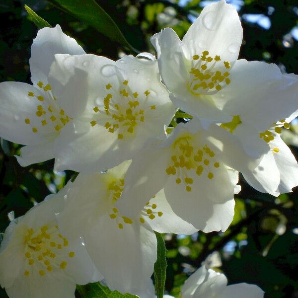 Philadelphus lewisii Flower