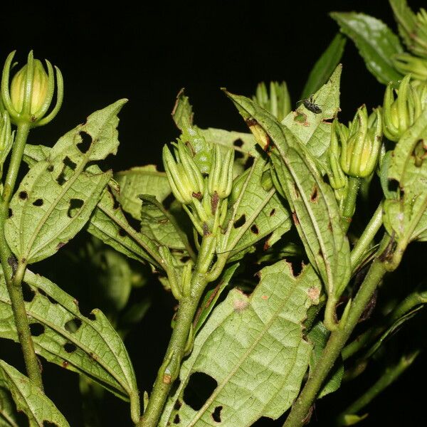 Malvaviscus arboreus Levél