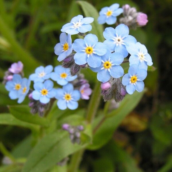 Myosotis discolor Flor