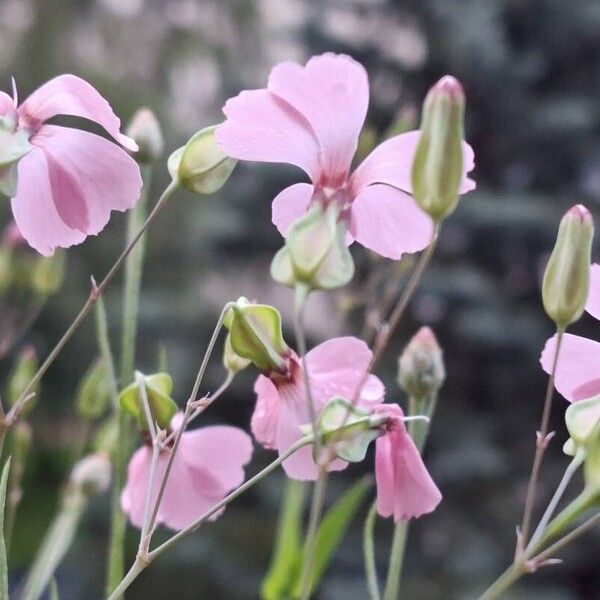 Gypsophila vaccaria ফুল