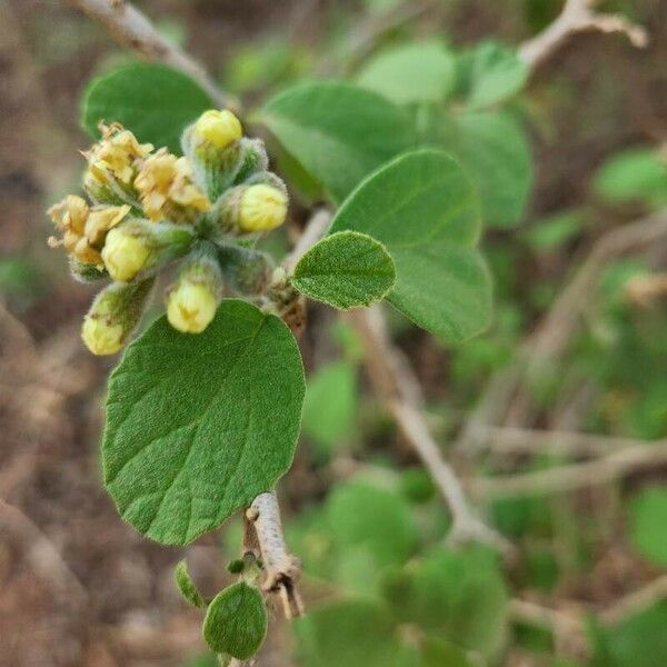 Cordia monoica ᱥᱟᱠᱟᱢ