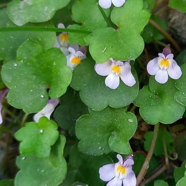 Cymbalaria muralis Kwiat