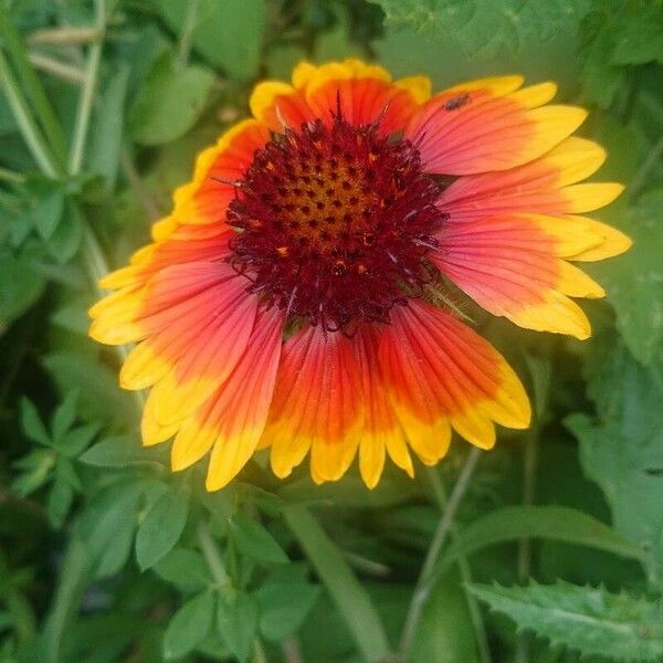 Gaillardia pulchella Flower