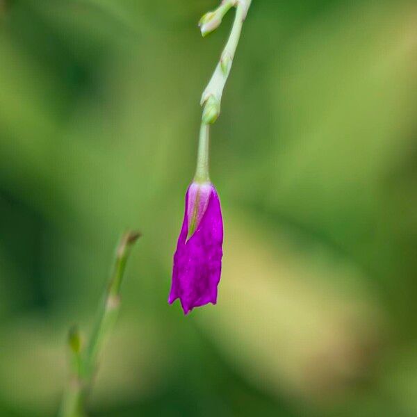 Talinum fruticosum Blüte