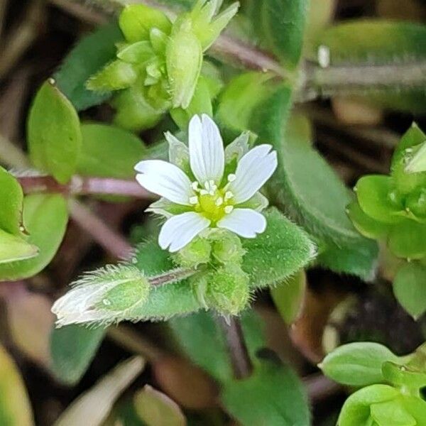 Cerastium semidecandrum Flors