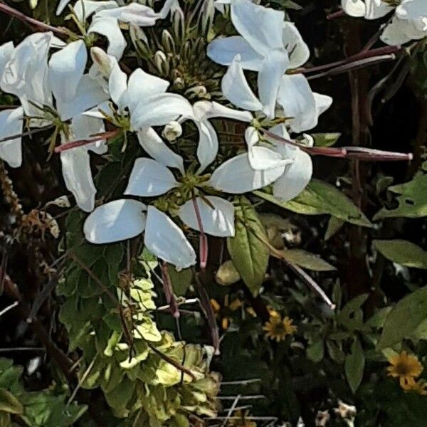 Cleome gynandra Flor