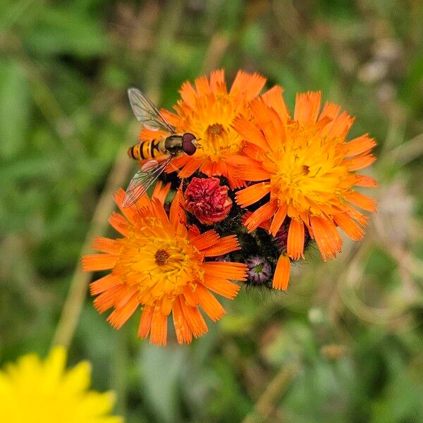 Pilosella aurantiaca Λουλούδι