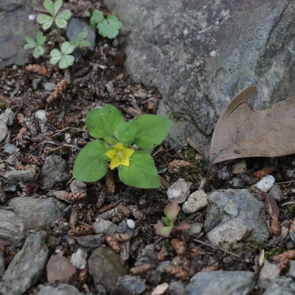 Lysimachia japonica പുഷ്പം