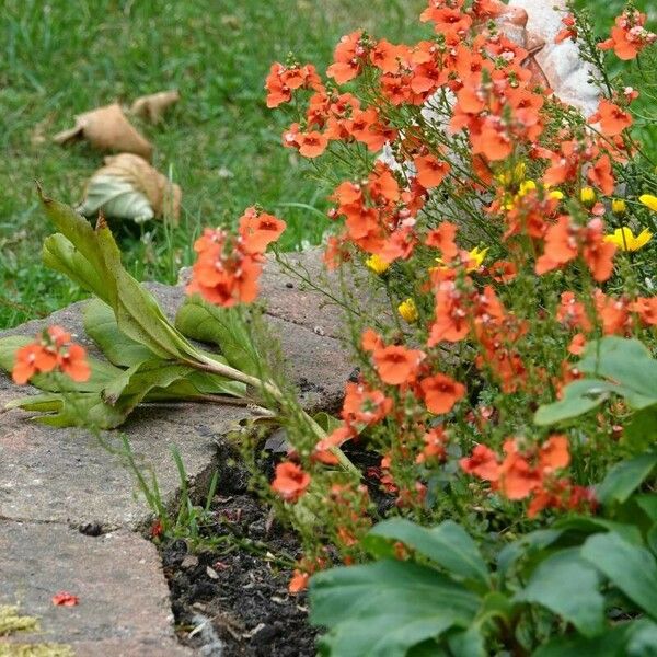 Diascia rigescens Habitus