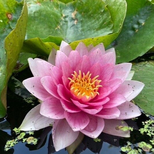 Nymphaea candida Blüte