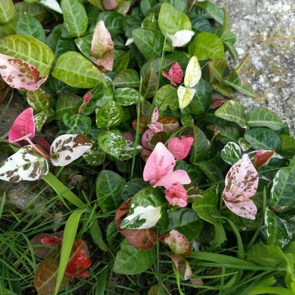 Trachelospermum asiaticum Leaf