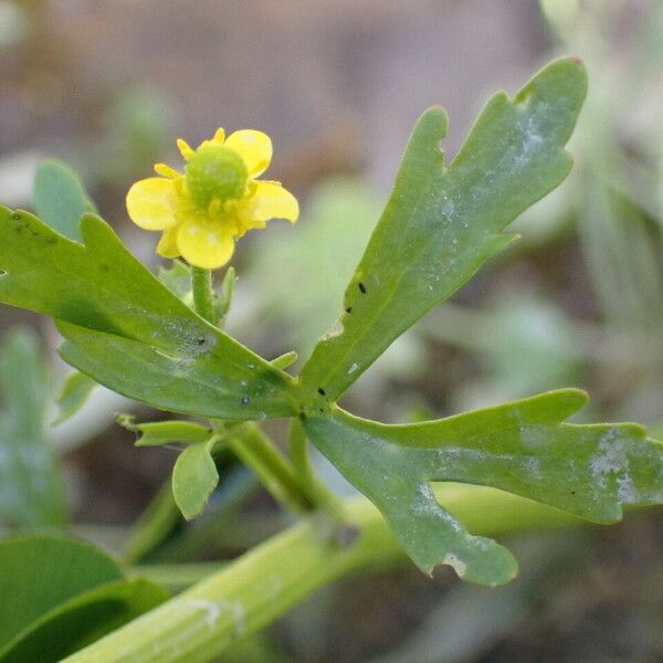 Ranunculus sceleratus Blad