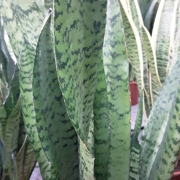 Dracaena zeylanica 葉