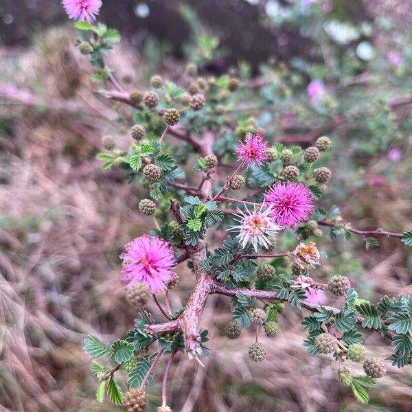 Mimosa pigra Floare