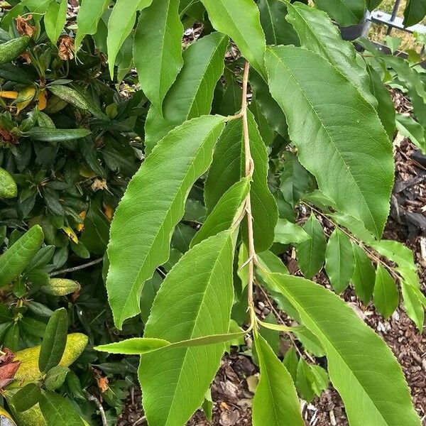 Prunus serotina Leaf