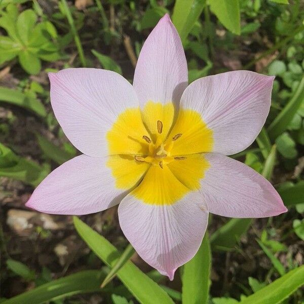 Tulipa humilis Цвят