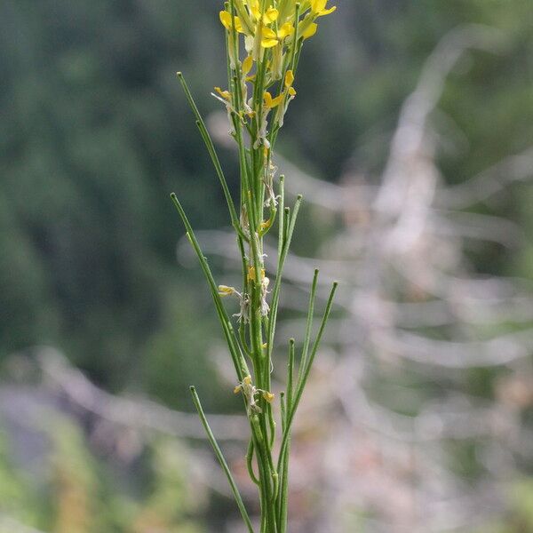 Erysimum virgatum Çiçek