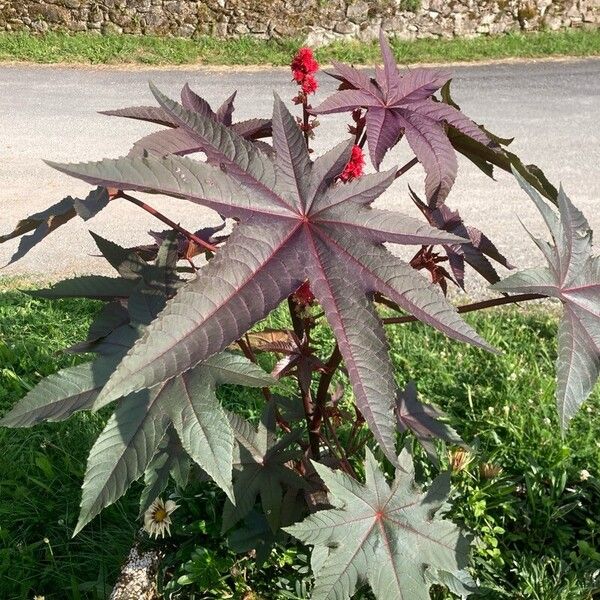 Ricinus communis Yaprak