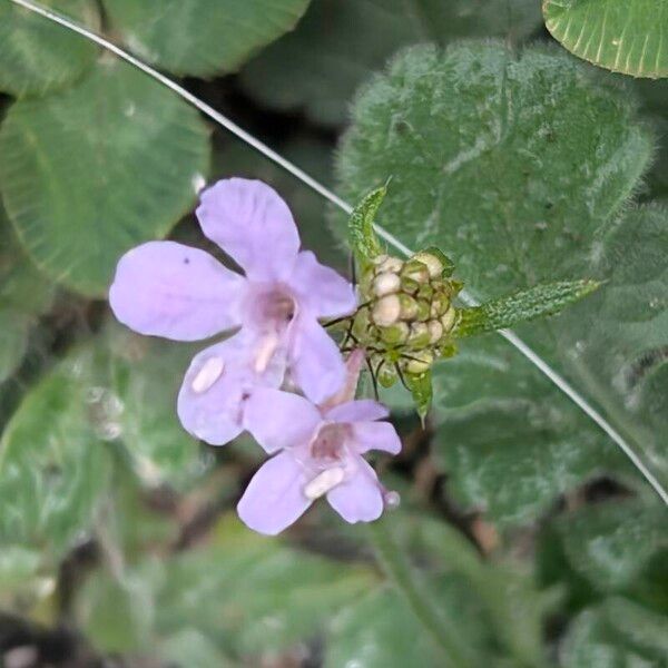 Scabiosa cinerea Квітка