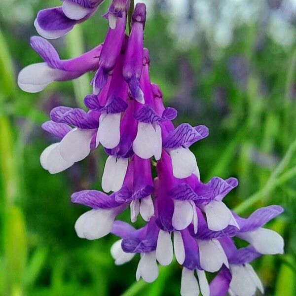 Vicia villosa Blomma