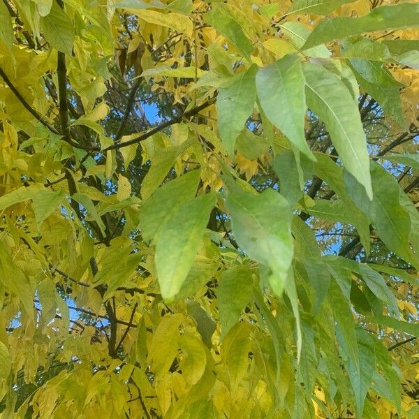 Fraxinus pennsylvanica Ліст