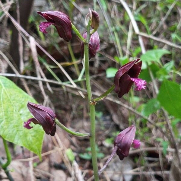 Eulophia nuda Flors