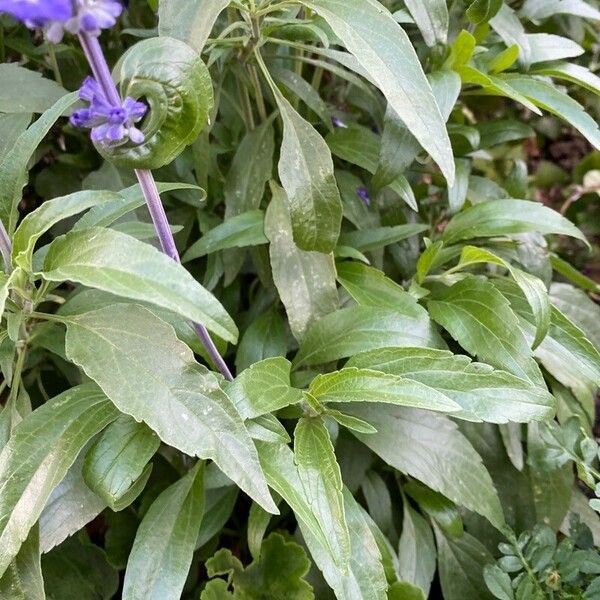 Salvia farinacea 葉