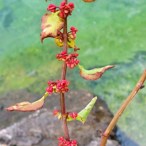 Rumex conglomeratus Flors