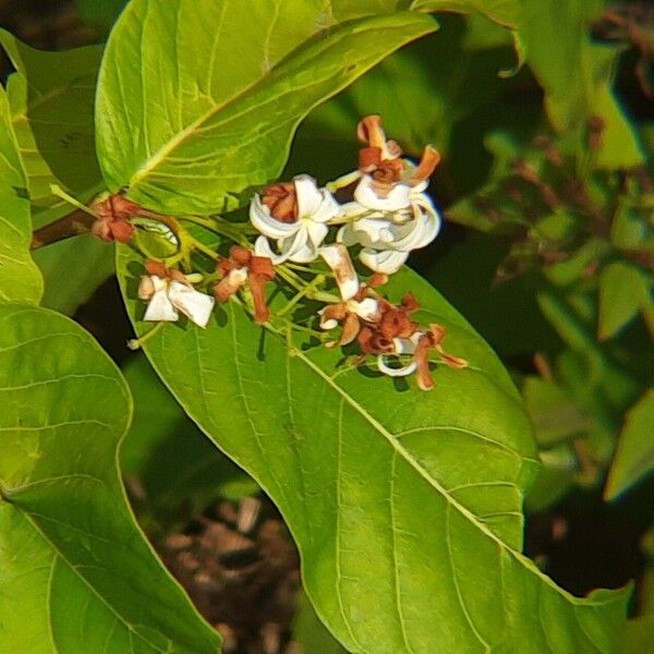 Holarrhena pubescens Flower