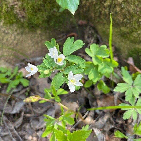 Isopyrum thalictroides Žiedas