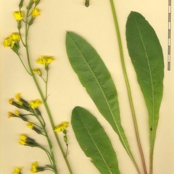 Crepis praemorsa Annet